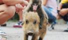 In this Sept. 21, 2010 photo, a monkey named 'Miwa' hangs on to a boar named 'Uribo' while they run around a zoo in Fukuchiyama, western Japan. (AP Photo/Kyodo News) ** JAPAN OUT, MANDATORY CREDIT, FOR COMMERCIAL USE ONLY IN NORTH AMERICA **

 Foto: AP Photo/Kyodo News