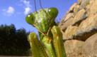 Das undatierte Foto des japanischen Fotografen Satoshi Kuribayashi zeigt eine Gottesanbeterin (Praying mantis Paratenodera aridifolia). Für seine spektakulären Nahaufnahmen von Insekten ist der Naturfotograf Kuribayashi mit dem Lennart Nilsson Preis ausgezeichnet worden. Kuribayashi zeige mit seinen Aufnahmen, dass Menschen und Insekten unerwartet viel gemeinsam hätten, teilte die Jury am Donnerstag (12.10.2006) in Stockholm mit. Der 67 Jahre alte Japaner arbeitet seit 1960 als Fotograf. Er hat bisher rund 40 Bücher und Filme veröffentlicht. Foto: dapd