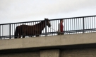 Ein Frau geht bei Walldorf mit einem Pferd auf einer Brücke über die Autobahn 5. Bei größeren Tieren wie Hunden oder Pferden sollte der Besitzer eine sogenannte Tierhalterhaftpflicht-Versicherung abschließen. Foto: ddp