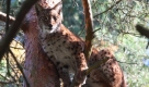 100 Euro Prämie verspricht der Naturschutzbund Nabu für jeden im Schwarzwald gesichteten Luchs. Auch in der Pfalz und in Ostbayern leben die Wildkatzen mit den Pinselohren inzwischen wieder. Und im Harz, seit dort bei einem Wiederansiedlungsprojekt im Jahr 2000 19 Tiere in die Freiheit entlassen wurden. Foto: ddp