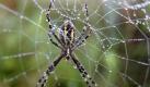 A spider perches on a dewy web in the village of Slobodka, 140 kilometers (87.5 miles) west of capital Minsk, Belarus, early morning on Tuesday, Aug. 10, 2010. (AP Photo/Sergei Grits)

 Foto: ap