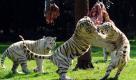 Weiße Tiger kämpfen im Freigehege des Serengeti Parks bei Hodenhagen (Landkreis Soltau-Falllingbostel) um die Beute. Um den Jagdinstinkt der Raubkatzen zu fördern, wurden sogenannte Futterbäume mit Fleischstücken versehen. Foto: dpa