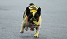 Etwa 9000 Hunde aus 20 Ländern treten ab Freitag bei der Messe Hund und Pferd in den Dortmunder Westfalenhalle zum Wettbewerb an. Foto: ddp