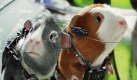 Eine Szene des Animationsfilms G-Force - Agenten mit Biss zeigt die Meerschweinchen-Agenten im Einsatz. Der Trickfilm von Disney läuft ab Donnerstag in den deutschen Kinos.
 Foto: ap