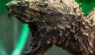 Nicht als Kuscheltier geeignet: Mit weit aufgerissenem Maul wartet eine Geierschildkröte im Reptilienzoo in Regensburg auf Beute. Foto: Armin Weigel Foto: dpa