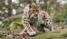 Und das neckische Bärtchen sowie die netten Ohrenpinsel des Luchs' würde die Welt auch sehr vermissen.  Foto: dpa