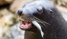 Tasko ist die Attraktion im Zoo von Adelaide (Australien). Besucher werfen dem Seelöwen Münzen hin, die er dann genüßlich hinunterschluckt. Eben diese wurden Tasko allerdings fast zum Verhängnis: In einer Operation mussten dem Seelöwen etliche Münzen aus dem Magen entfernt werden. Foto: dpa