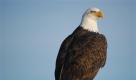 Ein Adler ruht sich vor dem Start zu seinem Rundflug in Alaska etwas aus. Foto: ap