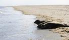 Im niedersächsischen Wattenmeer gibt es so viele Seehunde wie seit über 50 Jahren nicht mehr. Bei den jetzt beendeten Zählflügen wurde mit 6623 Seehunden der höchste Bestand seit Beginn der Zählungen im Jahr 1958 registriert, wie das Landesamt für Verbraucherschutz und Lebensmittelsicherheit in Oldenburg mitteilte. Darunter waren 1648 Jungtiere. Foto: ddp