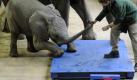 Fass' Dir doch an die eigene Nase ... Elefantenbaby 'Uli' hat offenbar nicht die geringste Lust, im Rahmen einer Zoo-Inventur in Wuppertal auf die Waage zu steigen. Foto: Marius Becker Foto: dpa