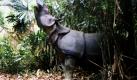 Wilderer haben eines der letzten Java- Nashörner auf dem asiatischen Festland getötet. Das Skelett sei im vietnamesischen Cat Tien Nationalpark gefunden worden, teilte die Umweltstiftung World Wide Fund for Nature (WWF) in Frankfurt mit. Der Fund sei eine niederschmetternde Nachricht für Artenschützer: Höchstens zehn der seltenen Tiere leben nach Schätzungen des WWF noch auf dem asiatischen Festland. Foto: dpa, WWF (c) Foead Yahya Sumiadi 