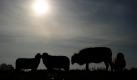 Schafe stehen in der Morgensonne auf einer Wiese im schleswig-holsteinischen Aukrug-Homfeld. Heute soll im Norden der schönste Tag der Woche werden, es werden bei wolkenlosem Himmel Höchsttemperaturen von 19 Grad erwartet.  Foto: dpa