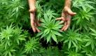 Wie durch ein Wunder haben mehr als 9000 Marihuana-Pflanzen einen nahen Buschbrand im US-Staat New Mexico überstanden. Obwohl das verheerenden Feuer, das zeitweise auch das Atomforschungszentrum Los Alamos bedrohte, bereits am 26. Juni ausgebrochen war, wurde die Plantage im Hinterland eines Nationalparks erst kürzlich entdeckt. Am Donnerstag durchkämmte die Polizei das Gebiet. Es gab zwar keine Festnahmen, man suche aber nach zwei Verdächtigen, teilten die Behörden mit. Die bis zu drei Meter hohen Pflanzen hätten einen Straßenverkaufswert von etwa zehn Millionen Dollar (sieben Millionen Euro), hieß es.  Foto: dpa