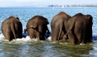 Die Elefanten des Schweizer National-Zirkus durften ein Bad im Genfer See, nahe Lausanne, nehmen. Foto: ap