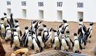 36 Brillenpinguine und ein Felsenpinguin haben ein neues Zuhause an Deck des Schiffes Yukon Queen in der Themenwelt Yukon Bay im Zoo Hannover gefunden. Besucher können die Tiere sowohl von Deck als auch aus der Unterwasserstation unter Deck beobachten. Foto: dpa