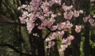 Auch die Blumen genieen die Sonne: Hier die Obstblte in der Oberpfalz. Foto: dpa