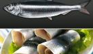 Hering (Foto)