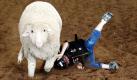 Chase Hetzler fällt während des Mutton Bustin' Wettbewerbes in Houston vom Schaf. Die Teilnehmer dieses Wettbewerbes müssen zwischen fünf und sechs Jahre alt sein und dürfen nicht mehr als 60 Pfund wiegen. Foto: dapd