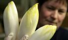 Die Mitarbeiterin Carmen Kaatsch vom Landgut Pretschen (Landkreis Dahme-Spreewald) zeigt am Dienstag (02.01.2007) frisch geernteten Chicoree. Chicoree ist das letzte und erste Gemüse im Jahr. Im Gegensatz zu anderen Sorten wächst Chicoree stets im Dunkeln. Bei längerer Lichteinwirkung wird er grün und sehr bitter. Im Mai wird Chicoree ausgesät und im Oktober werden die Wurzeln vom Feld geholt. Diese Wurzeln werden kühl zwischengelagert und zwischen Oktober und März des Folgejahres in Lagerhallen ausgetrieben. Erst hier entstehen die weiß-gelben Blätter. Rund 60 Tonnen Chicoree werden in dem Betrieb pro Jahr geerntet. Das Gemüse wird zur Hälfte in Berlin an Großhändler verkauft, die anderen 50 Prozent gelangen deutschlandweit auf den Markt. Foto: Patrick Pleul dpa/lbn +++(c) dpa - Bildfunk+++ Foto: dpa