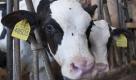 Kaelber warten am Dienstag, 22. September 2009, auf ihre Milch in Wettin bei Halle, Sachsen-Anhalt. (AP Photo/Eckehard Schulz) ----- Calves wait for milk in a stable in Wettin, eastern Germany, Tuesday, Sept. 22, 2009. (AP Photo/Eckehard Schulz) Foto: ap
