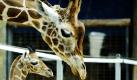 Ein zu diesem Zeitpunkt namenloses Netzgiraffenbaby stand im Zoologischen Garten in Berlin neben einem ausgewachsenen Bullen aus der Herde. Netzgiraffen (Giraffa camelopardalis reticulata) sind Steppengiraffen und eine der wenigen Arten, die noch nicht vom Aussterben bedroht sind.
 Foto: ddp