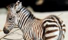 Rund dreieinhalb Wochen alt ist ein Steppenzebra-Hengst, der an einer Futterstelle im Zoo in Hannover steht. In ihrem Verbreitungsgebiet in Afrika sind die Unpaarhufer die am meisten vorkommende Zebragattung. Foto: dpa