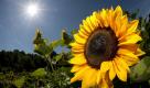 Die Sonne blitzt am Mittwoch (29.06.11) in Herrsching hinter einer Sonnenblume (Helianthus annuus) auf einem Feld hervor. Gewitter vertreiben von Westen her die Sommerhitze. Bereits heute Vormittag ist es im Westen stark bewoelkt und es fallen Schauer und Gewitter, wie der Deutsche Wetterdienst in Offenbach mitteilte. Nach Osten hin scheint zunaechst noch die Sonne. (zu dapd-Text) Foto: Lukas Barth/dapd Foto: dapd