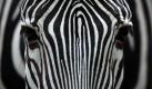 Forscher haben einen positiven Effekt von Zebrastreifen belegt. Sie vermuten, dass die Tiere sich durch ihr Fellmuster vor Insekten schützen. Foto: Fredrik von Erichsen Foto: dpa