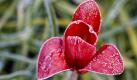 Tulpen sind in Deutschland beliebte Blumen für zahlreiche Anlässe. Doch Vorsicht! Hinter dem Gewächs könnte sich auch folgende Botschaft verbergen: Du bist zu keiner echten Empfindung bereit! Foto: dpa