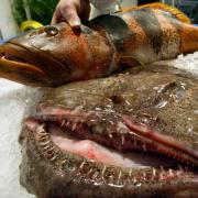 Fangfrisch und lecker (Foto)