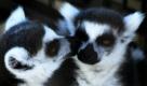 Zwei Lemuren tauschen im Spring-River-Zoo in Roswell, New Mexico, Zärtlichkeiten aus. Foto: ap