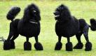 Die beiden Großpudel Hurricane und Dante stehen in Dortmund auf einer Wiese. Der Verband für das Deutsche Hundewesen veranstaltet am 6. Juni 2010 den Tag des Hundes. Dabei werden bundesweit Hunde auf Trainingsplätzen, Ausstellungen und Turnieren präsentiert. Foto: dpa