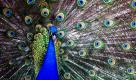 Ein Pfau breitet sein Federkleid in einem Zoo im US-amerikanischen Bundesstaat South Dakota aus. Foto: ap