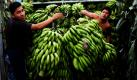 Arbeiter laden Bananen auf einem Markt in Guatemala Stadt aus. Die Europäische Union, Costa Rica, El Salvador, Guatemala, Honduras, Nicaragua und Panama haben ein Abkommen verabschiedet, das den Handel mit Rindfleisch, Bananen, Reis und Autos zwischen den lateinamerikanischen Ländern und der EU erlaubt. Foto: ap