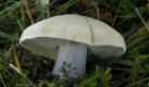Violette oder Lilastielige Rötelritterlinge sind gute Speisepilze, die auch sauer in Essig eingelegt werden können. Dieser Pilz ist im Rohzustand leicht giftig, kann zu Durchfall und Erbrechen führen. Gegart schmeckt er eher süßlich. Foto: pilzepilze.de