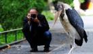 Ein Marabou spaziert in Berlin im Zoo über einen öffentlichen Gehweg, nachdem er den Zaun seines Geheges mit einem gewagten Sprung überwunden hat.  Foto: dpa