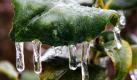 Eiszapfen haben sich an einem Blatt in Frankfurt am Main gebildet. Der nächtliche Eisregen ließ viele Straßen und Gehwege Deutschlands heute Morgen zur Rutschbahn werden. Foto: dapd