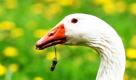 Eine Gans frisst frischen Löwenzahn auf einer Wiese im sächsischen Frankenberg. Foto: dpa