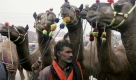 Ein Viehverkäufer wartet auf Kunden, während sich die Menschen überall in Pakistan auf das dreitägige Eid-ul-Adha-Fest vorbereiten. Mit rituellen Opferungen von Schafen, Ziegen, Kühen und Kamelen wird dabei Abraham gedacht, dem Stammvater von Judentum, Islam und Christentum.  Foto: ap