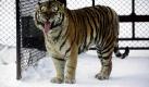 Ein Sibrischer Tiger in seinem Gehege im Tiger Park im chinesischen Harbin. Eine Zeitung warnt, dass die Tierart bald ausgestorben sein wird, wenn China keine Maßnahmen gegen die Ausrottung der Tiger ergreift. Foto: ap