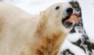 Eisbär Knut genießt an seinem vierten Geburtstag im Berliner Zoo einen Geburtstagskuchen aus Fisch, Eis und Früchten. Eine Untersuchung des toten Körpers des Eisbären ergab signifikante Veränderungen im Hirn des Tiers, wie der Zoo mitteilte. Ungewöhnliche Veränderungen an anderen Organen konnte das Berliner Institut, das die Autopsie durchführte, nicht erkennen. Foto: dapd
