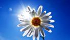Die Sonne scheint vom strahlend blauen Himmel über Frankfurt am Main durch eine Margeritenblüte. Die Wettervorhersage für Hessen kündigt ein weiterhin sommerliches Wochenende an. Foto: dpa