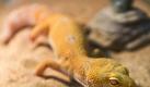 Ursprünglich leben Leopardgeckos in Pakistan und Indien. Die tagaktiven Tiere werden aber auch in Deutschland häufig gehalten. (Bild: Schierenbeck/dpa/tmn) Foto: dpa