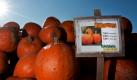 Halloween-Kürbisse liegen in Seeshaupt bei blauem Himmel und strahlendem Sonnenschein auf einem Haufen zum Verkauf bereit. Kürbisse werden traditionell zu Halloween ausgehöhlt, mit eingeschnitzten Gesichtern versehen und von innen beleuchtet. Foto: dapd