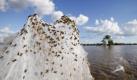 Schlechte Zeiten für Bodenbewohner: Das Hochwasser im australischen Wagga Wagga zwingt diese Spinnen in höhere Gefilde auszuweichen. Foto: Lukas Coch Foto: dpa