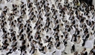 Paare aus der ganzen Welt nehmen an einer Massenhochzeit in der Sun-Moon-Universität in Südkorea teil. Foto: ap