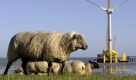 Mit dem Bau von 40 Offshore-Windparks in Nordsee und Ostsee will die Bundesregierung 30.000 neue Arbeitsplätze in Norddeutschland schaffen. Das kündigte Bundesverkehrsminister Wolfgang Tiefensee (SPD) im Hamburger Abendblatt an. Foto: ddp
