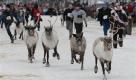 Reindeer run down a snow covered 4th Avenue in downtown Anchorage during the third annual Running of the Reindeer during the Fur Rondy festival on Sunday, Feb. 28, 2010. (AP Photo/Anchorage Daily News, Bill Roth) ** FRONTIERSMAN OUT ** Foto: ap