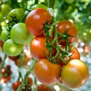 Entwarnung für Gurken, Tomaten und Salat