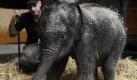 Elefantenbaby Jamuna Toni steht im Tierpark Hellabrunn in München nach einer Dusche und einem anschließenden Bad in Sägespänen vor ihrem Tierpfleger. Das kleine Elefantenmädchen muss per Hand mit der Milchflasche aufgezogen werden, weil Elefantenmama Panang ihr Baby nach der Geburt nicht stillen wollte. Foto: ddp